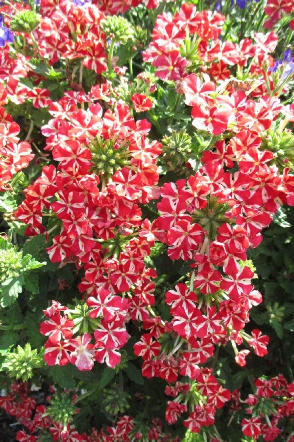 Mine  Fidesi Sarkan Tür ( Verbena Peruviana ) Deep Red Star  - 6
