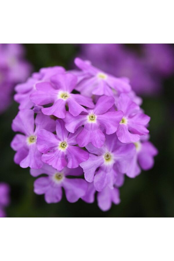 Mine  Fidesi Sarkan Tür ( Verbena Peruviana ) Lavender  - 1
