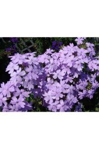 Mine  Fidesi Sarkan Tür ( Verbena Peruviana ) Lavender  - 4