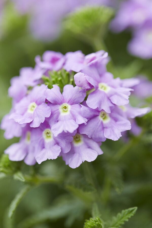 Mine  Fidesi Sarkan Tür ( Verbena Peruviana ) Lavender  - 6