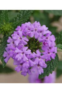 Mine  Fidesi Sarkan Tür ( Verbena Peruviana ) Lavender  - 7