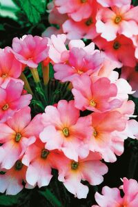Mine  Fidesi Sarkan Tür ( Verbena Peruviana ) Peach  - 1