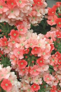 Mine  Fidesi Sarkan Tür ( Verbena Peruviana ) Peach  - 4