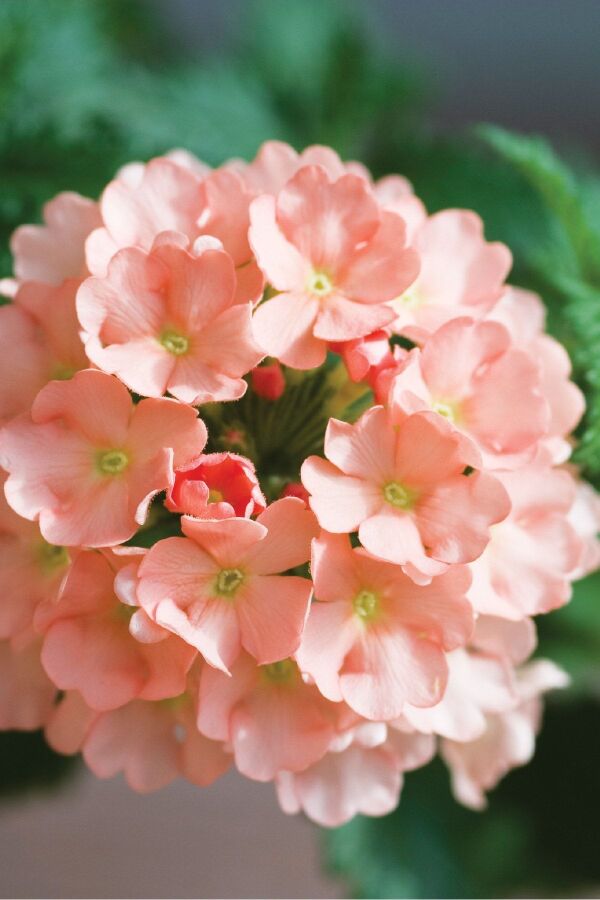 Mine  Fidesi Sarkan Tür ( Verbena Peruviana ) Peach  - 6