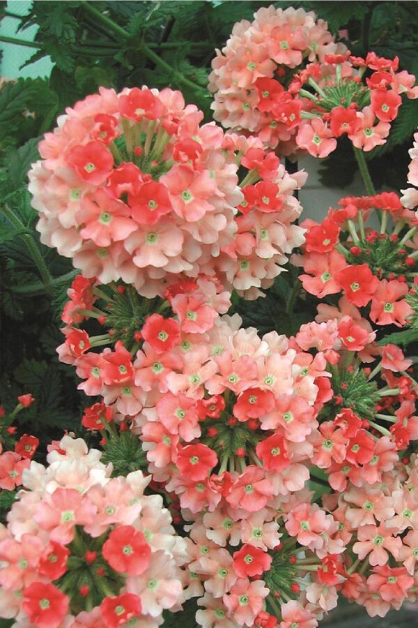 Mine  Fidesi Sarkan Tür ( Verbena Peruviana ) Peach  - 7
