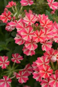 Mine  Fidesi Sarkan Tür ( Verbena Peruviana ) Rose Star  - 1
