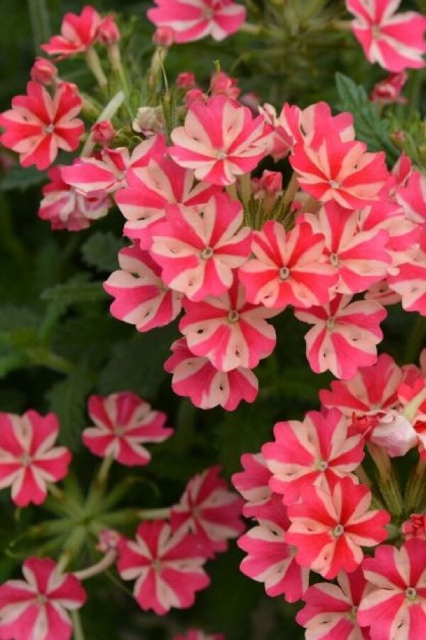 Mine  Fidesi Sarkan Tür ( Verbena Peruviana ) Rose Star  - 1