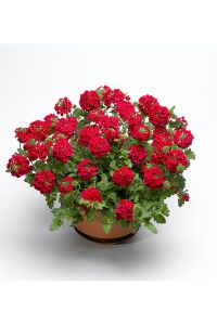 Mine  Fidesi Sarkan Tür ( Verbena Peruviana ) Scarlet  - 1