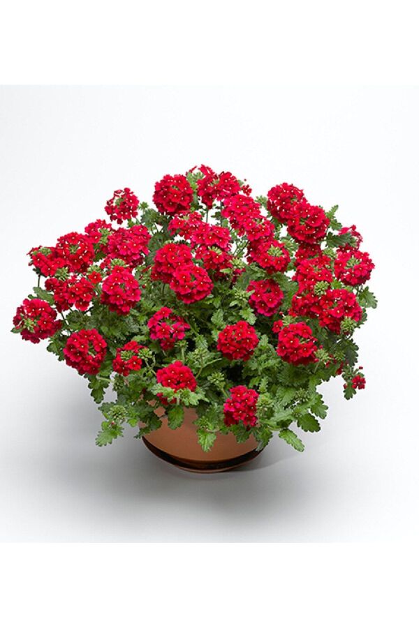 Mine  Fidesi Sarkan Tür ( Verbena Peruviana ) Scarlet  - 1