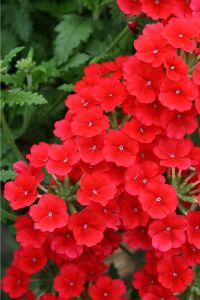 Mine  Fidesi Sarkan Tür ( Verbena Peruviana ) Scarlet  - 5