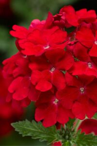 Mine  Fidesi Sarkan Tür ( Verbena Peruviana ) Scarlet  - 6