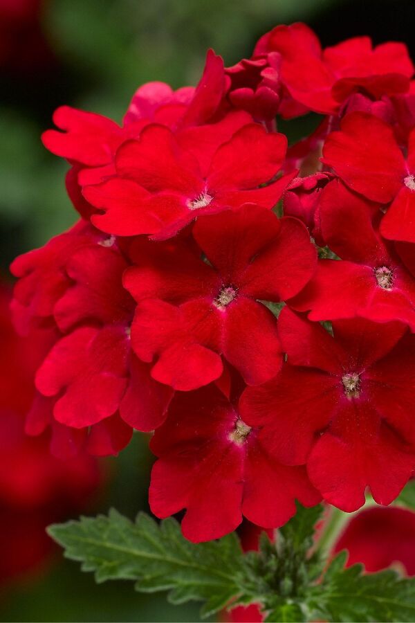 Mine  Fidesi Sarkan Tür ( Verbena Peruviana ) Scarlet  - 6