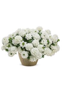 Mine  Fidesi Sarkan Tür ( Verbena Peruviana ) White  - 1