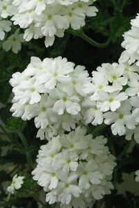 Mine  Fidesi Sarkan Tür ( Verbena Peruviana ) White  - 6