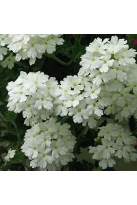 Mine  Fidesi Sarkan Tür ( Verbena Peruviana ) White  - 7