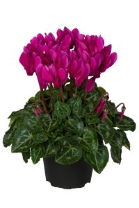 Mini Sıklamen Fidesi ( Cyclamen ) Dark Violet  - 1