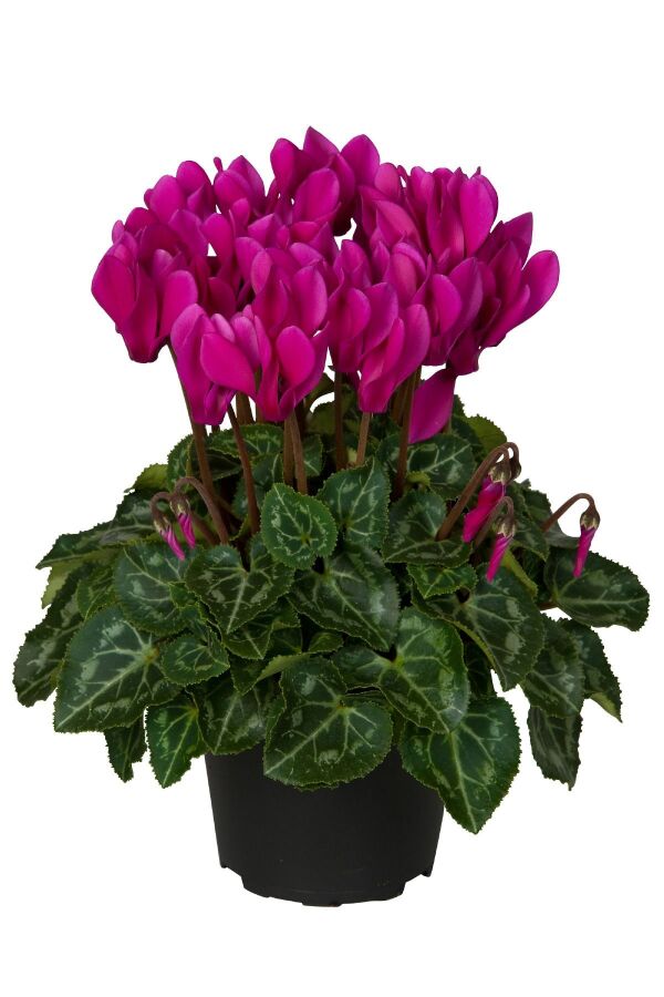 Mini Sıklamen Fidesi ( Cyclamen ) Dark Violet  - 1