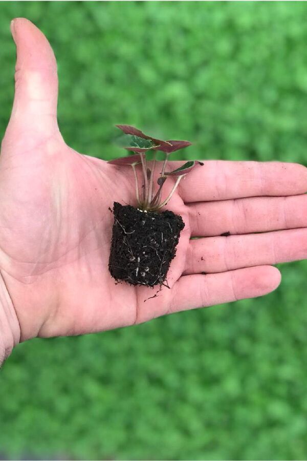 Mini Sıklamen Fidesi ( Cyclamen ) Dark Violet  - 2