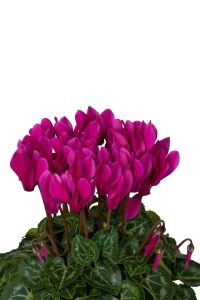 Mini Sıklamen Fidesi ( Cyclamen ) Dark Violet  - 5