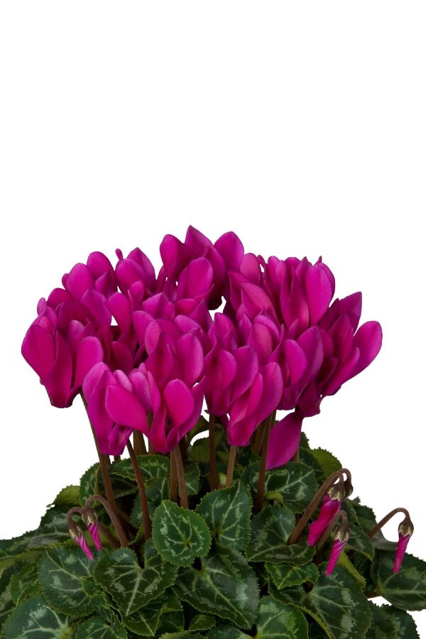 Mini Sıklamen Fidesi ( Cyclamen ) Dark Violet  - 5