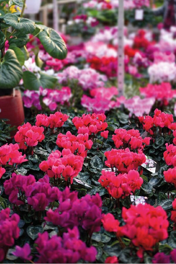Mini Sıklamen Fidesi ( Cyclamen ) Dark Violet  - 6