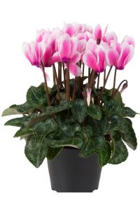 Mini Sıklamen Fidesi ( Cyclamen ) Fuji Neon Pink  - 1