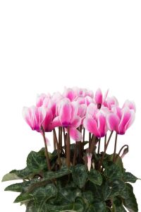 Mini Sıklamen Fidesi ( Cyclamen ) Fuji Neon Pink  - 3