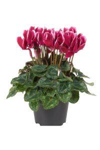 Mini Sıklamen Fidesi ( Cyclamen ) Fuji Red  - 1