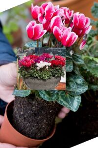 Mini Sıklamen Fidesi ( Cyclamen ) Fuji Red  - 4