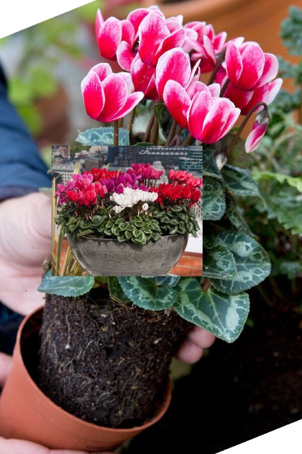 Mini Sıklamen Fidesi ( Cyclamen ) Fuji Red  - 4