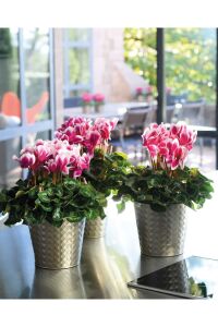 Mini Sıklamen Fidesi ( Cyclamen ) Fuji Red  - 6