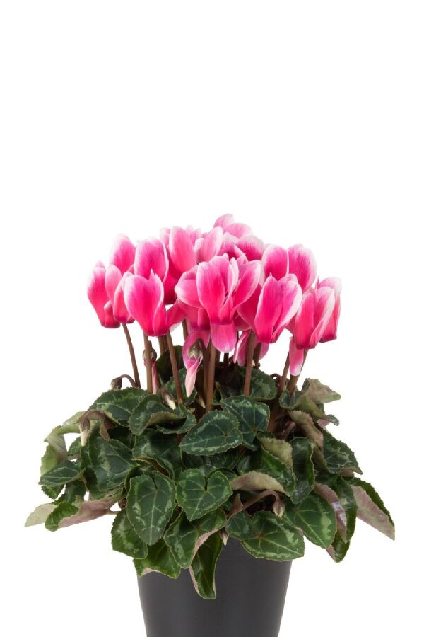 Mini Sıklamen Fidesi ( Cyclamen ) Fuji Salmon  - 1