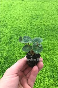 Mini Sıklamen Fidesi ( Cyclamen ) Fuji Salmon  - 2