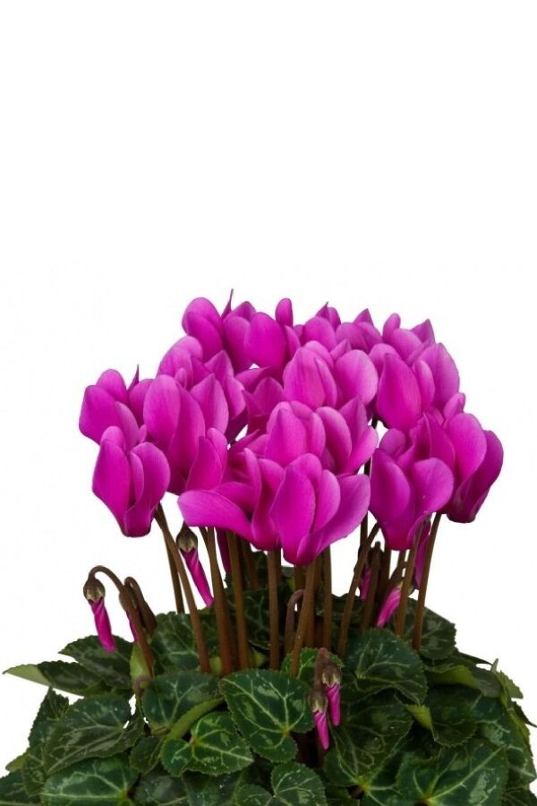 Mini Sıklamen Fidesi ( Cyclamen ) Light Violet  - 1