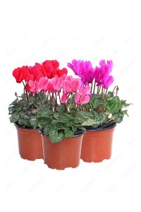 Mini Sıklamen Fidesi ( Cyclamen ) Light Violet  - 5