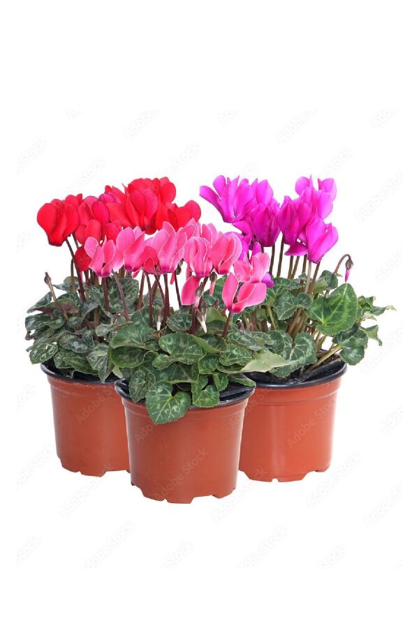 Mini Sıklamen Fidesi ( Cyclamen ) Light Violet  - 5