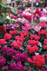 Mini Sıklamen Fidesi ( Cyclamen ) Light Violet  - 6
