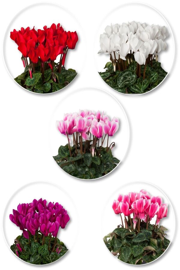 Mini Sıklamen Fidesi ( Cyclamen ) MIX 4 Farklı Renk 4 Adet - 1