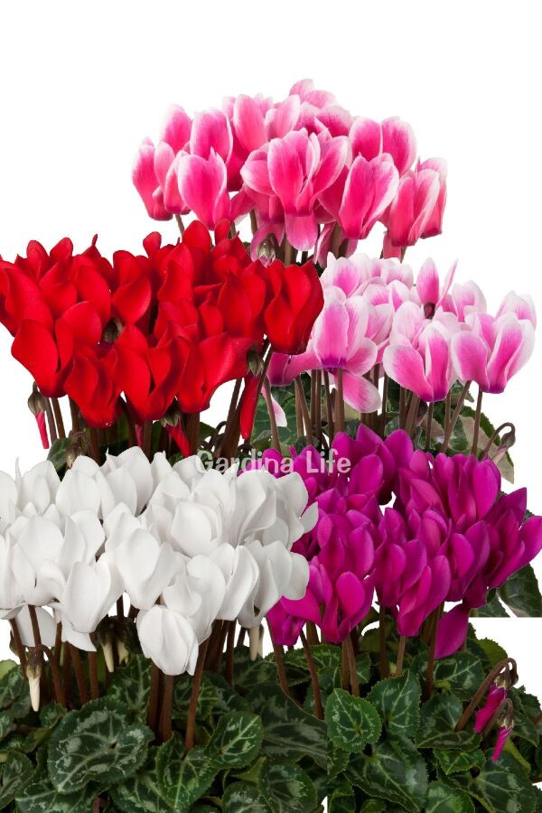 Mini Sıklamen Fidesi ( Cyclamen ) MIX 4 Farklı Renk 4 Adet - 3