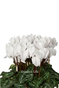 Mini Sıklamen Fidesi ( Cyclamen ) MIX 4 Farklı Renk 4 Adet - 4