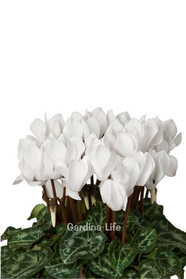 Mini Sıklamen Fidesi ( Cyclamen ) MIX 4 Farklı Renk 4 Adet - 4