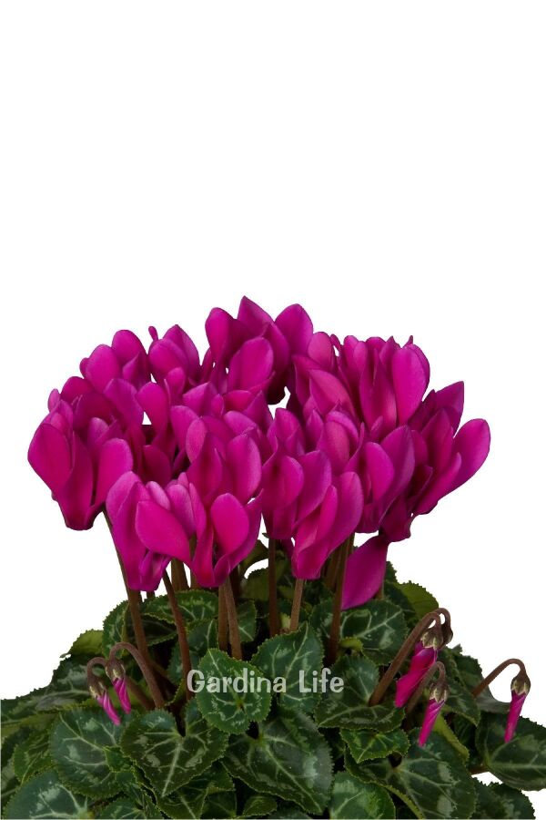 Mini Sıklamen Fidesi ( Cyclamen ) MIX 4 Farklı Renk 4 Adet - 5
