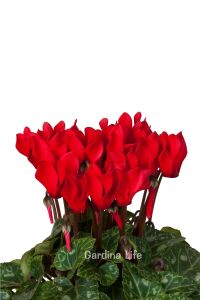 Mini Sıklamen Fidesi ( Cyclamen ) MIX 4 Farklı Renk 4 Adet - 6