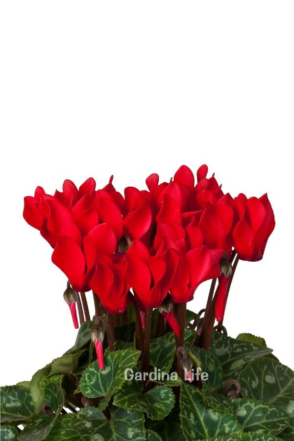 Mini Sıklamen Fidesi ( Cyclamen ) MIX 4 Farklı Renk 4 Adet - 6