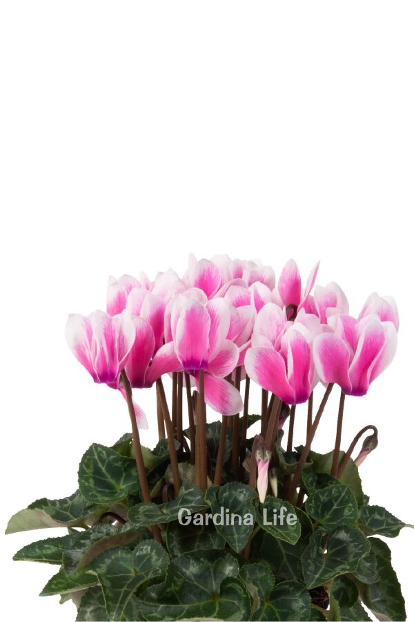 Mini Sıklamen Fidesi ( Cyclamen ) MIX 4 Farklı Renk 4 Adet - 7