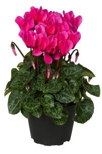 Mini Sıklamen Fidesi ( Cyclamen ) Neon Pink  - 1