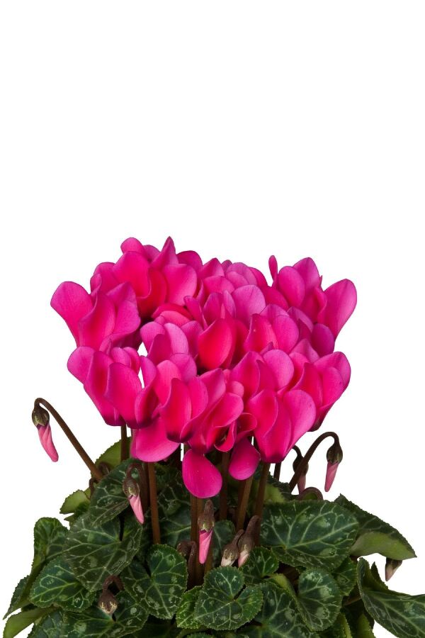 Mini Sıklamen Fidesi ( Cyclamen ) Neon Pink  - 4