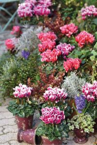 Mini Sıklamen Fidesi ( Cyclamen ) Neon Pink  - 7