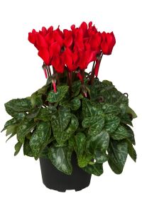 Mini Sıklamen Fidesi ( Cyclamen ) Red  - 1