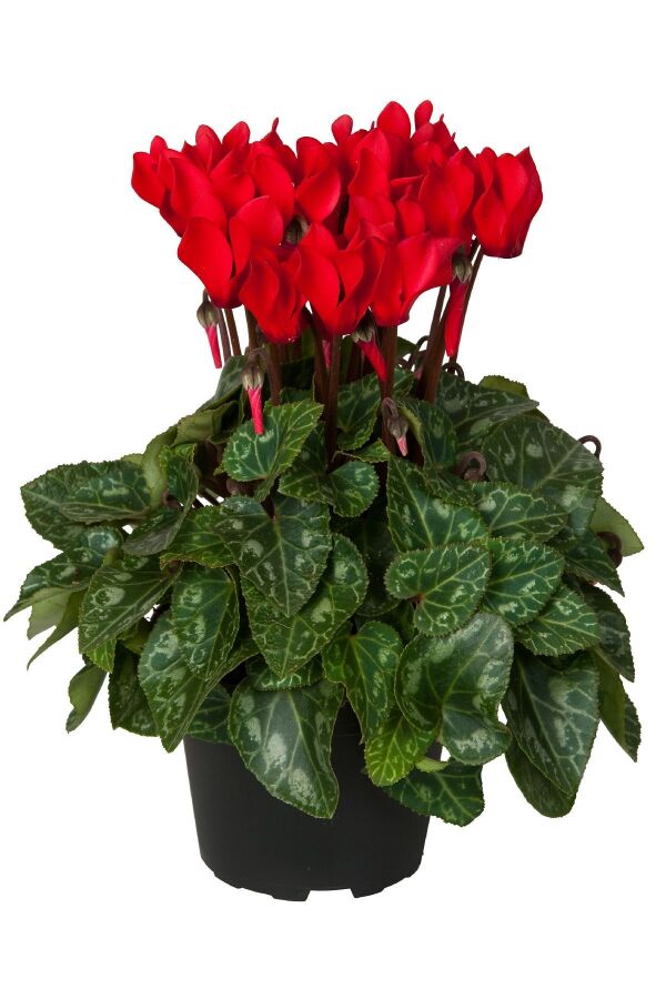 Mini Sıklamen Fidesi ( Cyclamen ) Red  - 1
